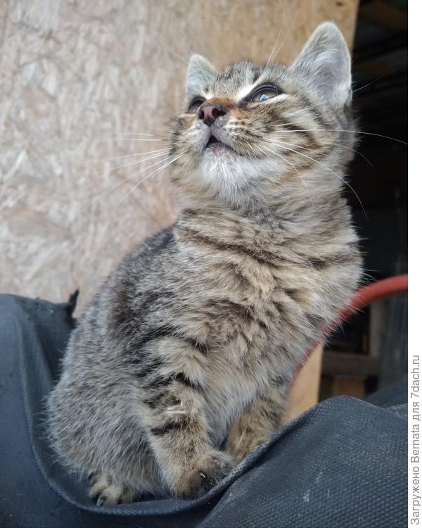 Назвали Филей-Филимоном