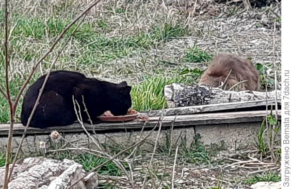 Эдик ест, а Заяц спрятался в стороне...