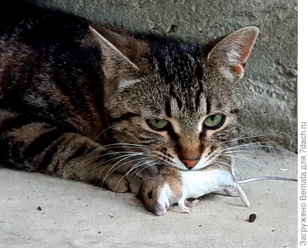 Ягуарка с добычей