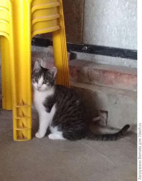 И окрас, и фигура...