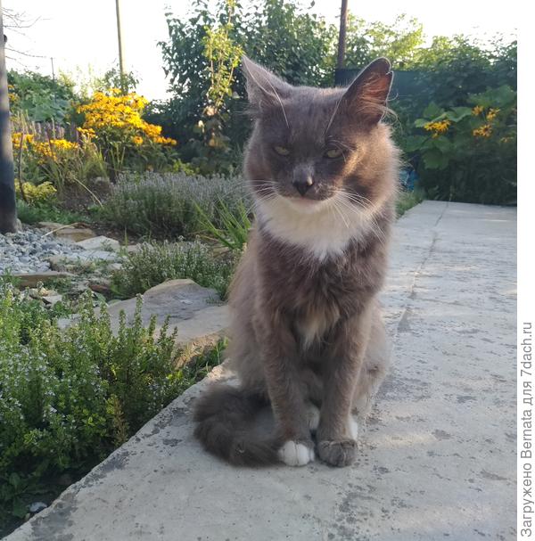 Эх, жаль, что я не домашний....