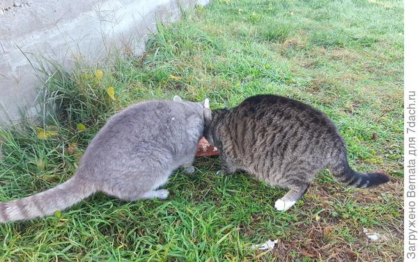 Кушать подано