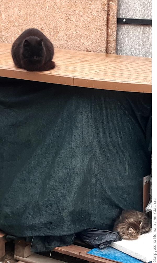 Йоша признал ребёнка и охранял его сон, находясь на страже