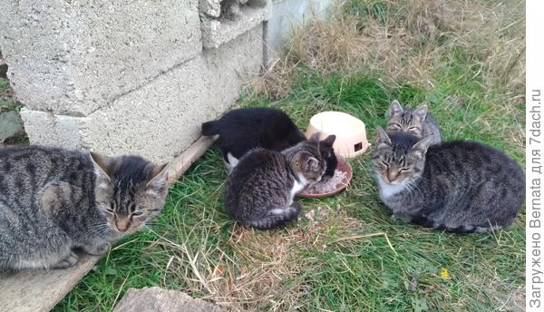 Слева виден Васисуалий... А справа Люська с последним выводком...