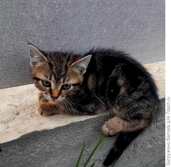 Ягуарка маленькая