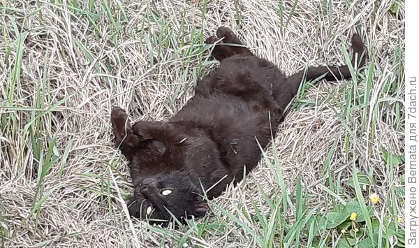 Эдик. Чёрный, как и Йохан, но гладкошерстный