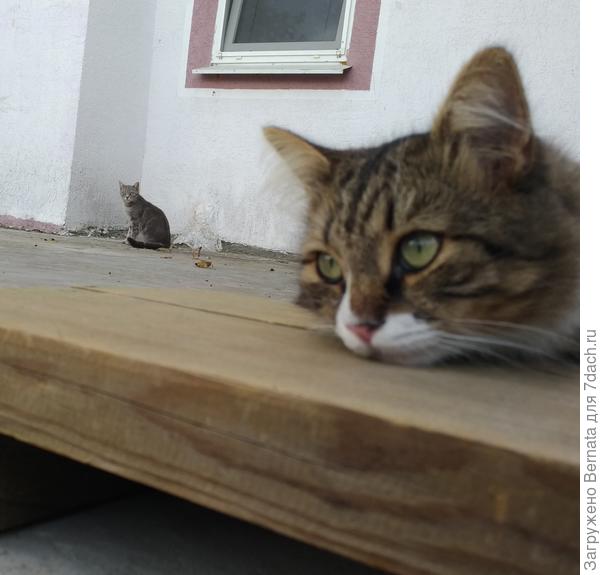 А когда наша с Варькой очередь?...