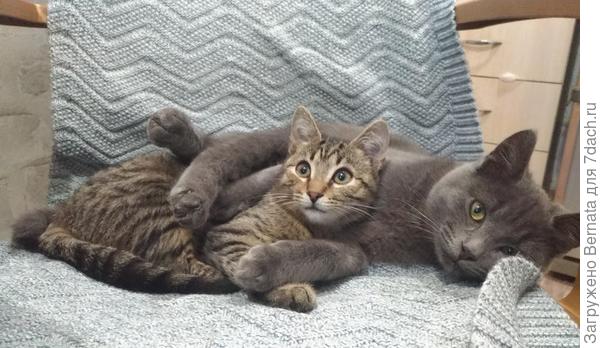 Братаны, хоть и названные