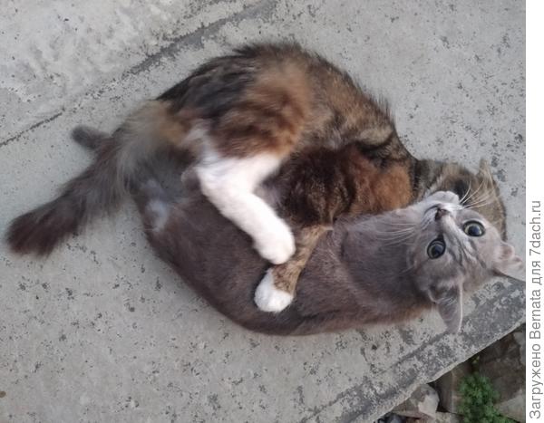 А чего он ко мне пристаёт??!