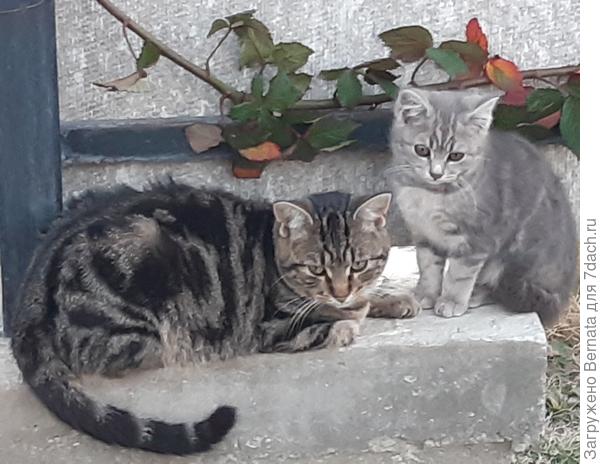 Ягуарка была для Вари и мамой, и сестрой, и подружкой