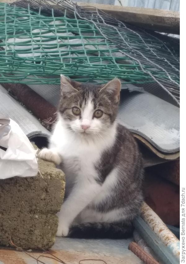 Мелкий похож на поросёнка и я его назвала Борькой...