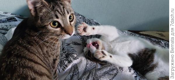 Филя с Борькой дуркуют...