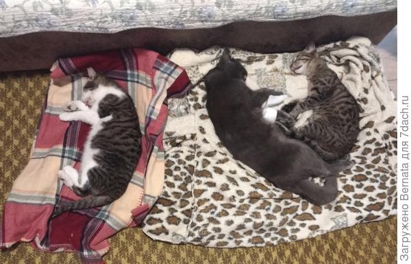 Коварная хозяйка...