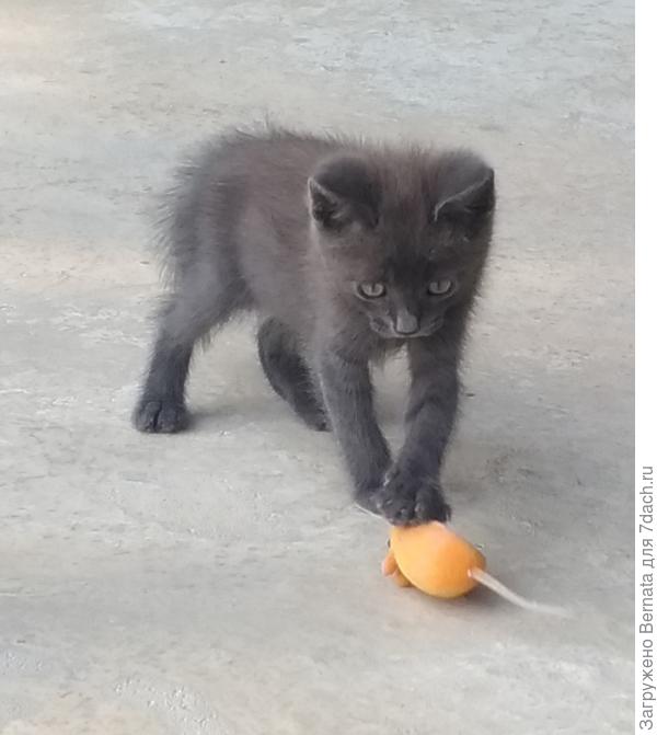 Дети быстро привыкают...