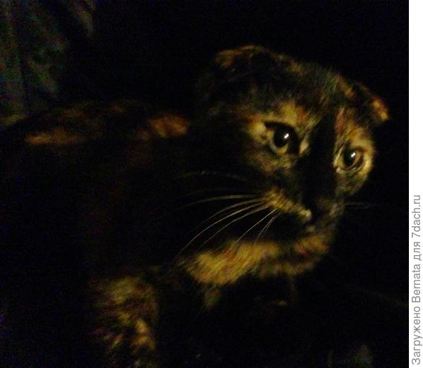 Чуча-Чучундра