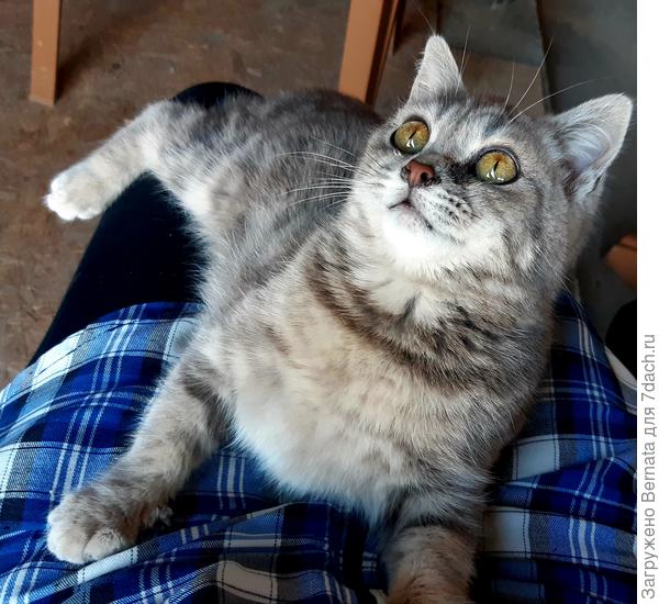 Девочка, хоть и была абсолютно дикой, стала очень ласковой и домашней