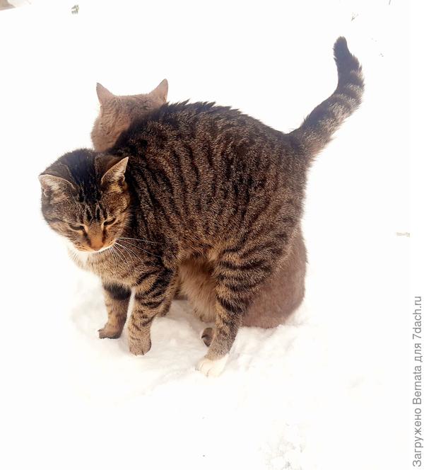 Люська и Сёма