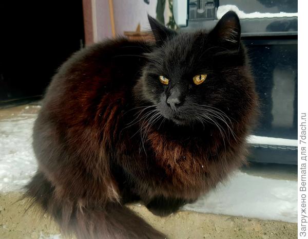 Йохан. Наш патриарх