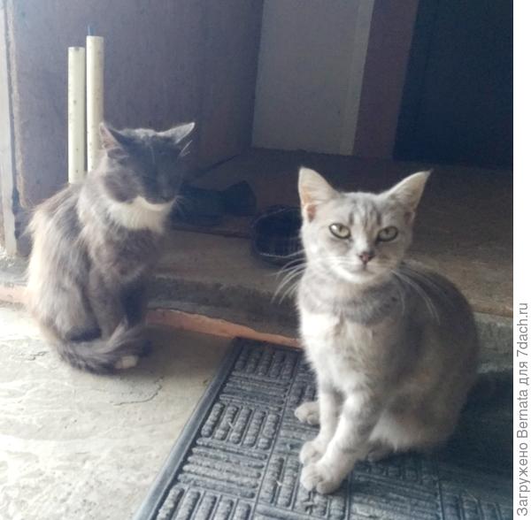 И Заяц приходит и вздыхает...