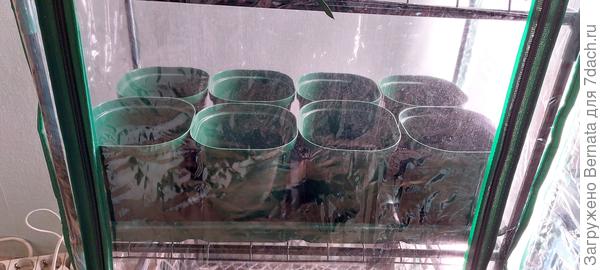 Становится идеально, это для перцев будут горшки... Ещё и под цвет парников идеально:))