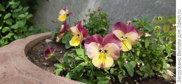 Я их в горшки понасеяла, так они перевешиваются и все вокруг внизу в грунте усеяли:)