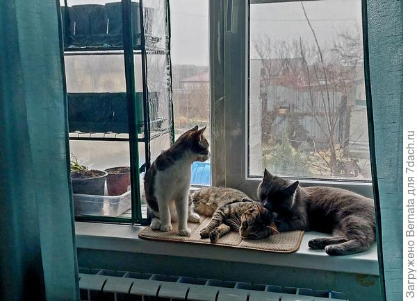 Какой посадочный сезон без котов?:))