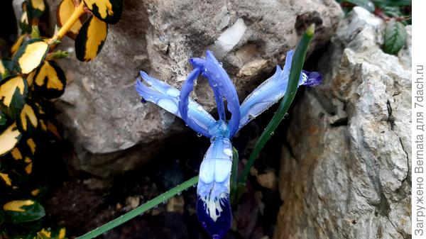 Но иридодиктиумы цвели, как и обычно...28.02.2021 год