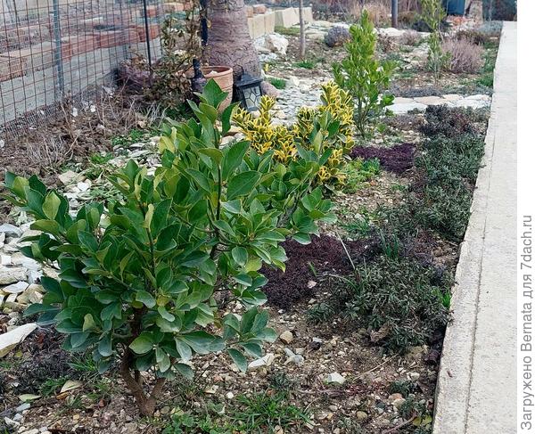 Вечнозеленые японские бересклеты выстроились вдоль дорожки...