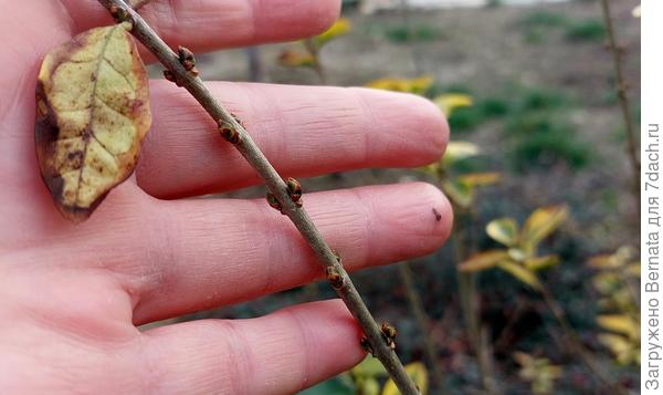 Но новые почки появляются тогда, когда прошлогодние листья ещё не опали...