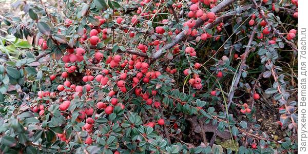 Кизильник 'Корал Бьюти'