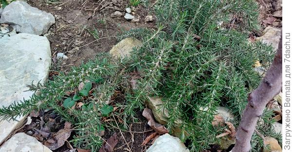 Ампельный розмарин