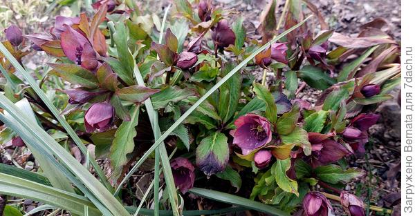 И этот куст с осени...