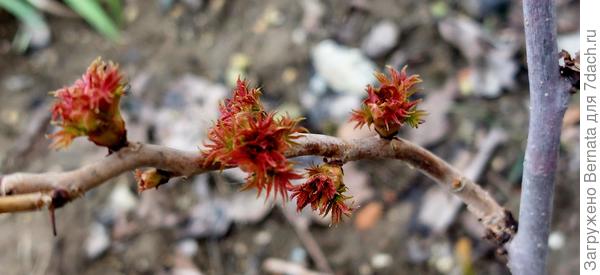 А на рябиннике уже давно