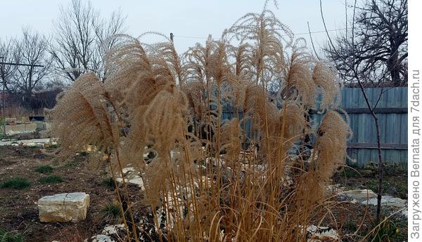 Мискантус "Фламинго"