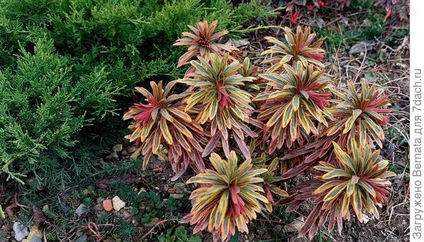 Добавляет красок в зимнюю картинку и молочай...
