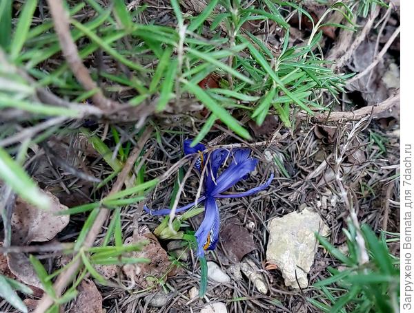 Отцветут, надо будет пересаживать...