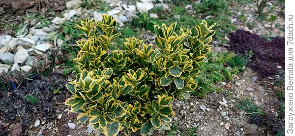 Это и японский бересклет...