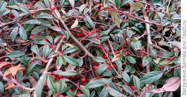 Кизильник иволистный