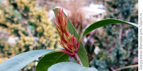 Фотиния не прекращает выкидывать молодые листья всю зиму