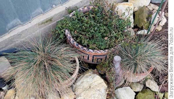 Даже в маленьких горшках растения остались живы...