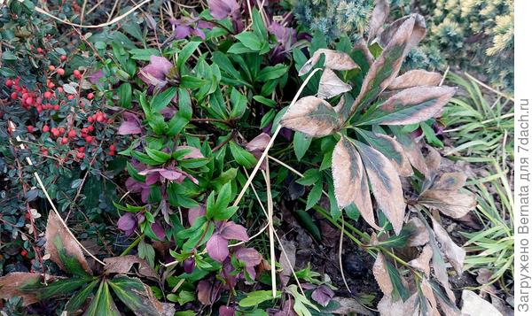 Большинство морозников цветут с осени