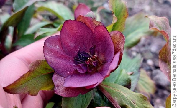 Отличается от предыдущего