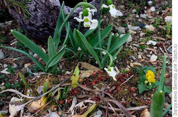 И уже рядом с ними появился первый солнечный чистят весенний