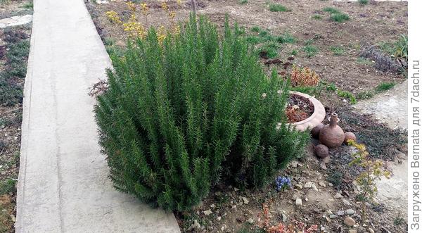 Голубых ирисок почти и не видно...