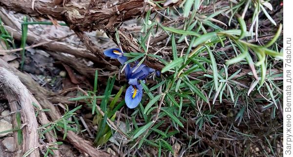 Их под ветками и не видно...