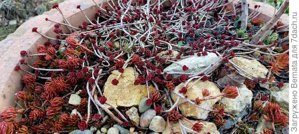 Проснулись промороженные очистки в контейнерах