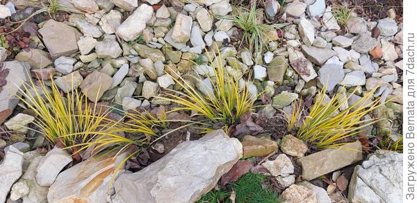 Аир злаколистный стоял "по пояс" во льду... И хоть бы хны...