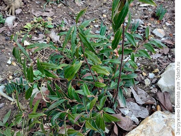 Саркококка