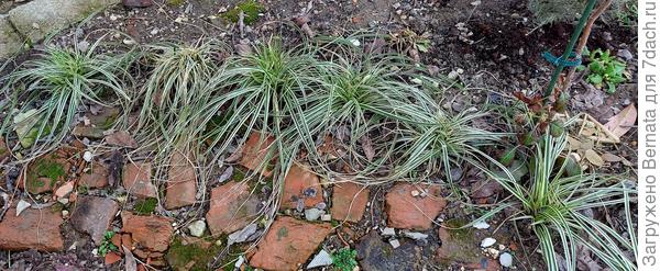 Осока косматая...