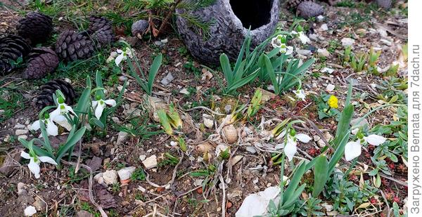 Подснежники уже почти отошли. Но и так цветут более 1,5 месяцев